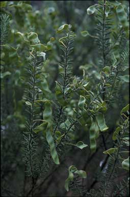 APII jpeg image of Acacia mariae  © contact APII