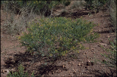 APII jpeg image of Acacia wickhamii subsp. wickhamii  © contact APII