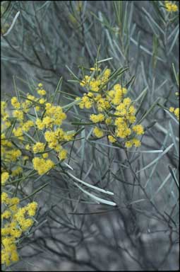 APII jpeg image of Acacia williamsonii  © contact APII