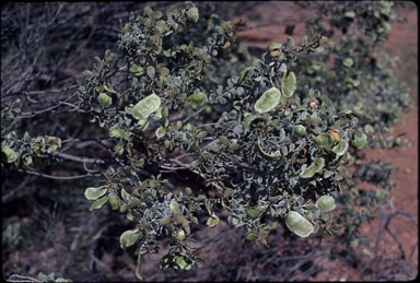 APII jpeg image of Acacia craspedocarpa  © contact APII