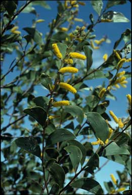 APII jpeg image of Acacia julifera subsp. curvinervia  © contact APII