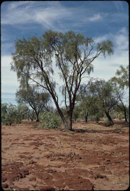 APII jpeg image of Acacia cyperophylla  © contact APII