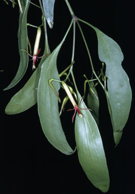 APII jpeg image of Muellerina celastroides x eucalyptoides  © contact APII