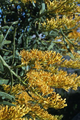 APII jpeg image of Nuytsia floribunda  © contact APII