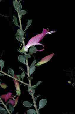 APII jpeg image of Eremophila maculata subsp. brevifolia  © contact APII