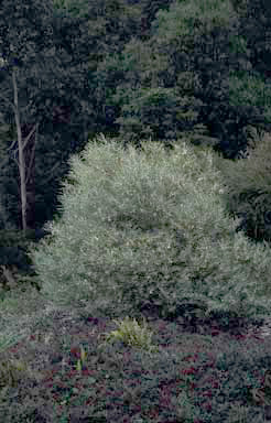 APII jpeg image of Eremophila oppositifolia subsp. oppositifolia  © contact APII