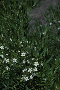 APII jpeg image of Myoporum parvifolium 'Monaro Marvel'  © contact APII