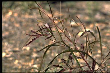 APII jpeg image of Acacia implexa  © contact APII