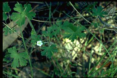 APII jpeg image of Geranium solanderi var. solanderi  © contact APII