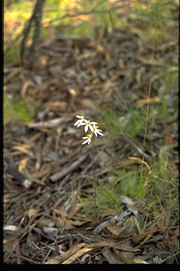 APII jpeg image of Caladenia cucullata  © contact APII