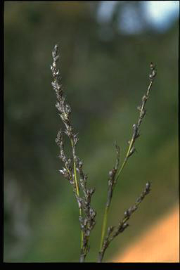 APII jpeg image of Lepidosperma laterale  © contact APII