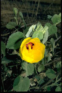 APII jpeg image of Hibiscus panduriformis  © contact APII