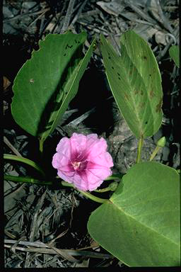 APII jpeg image of Ipomoea pes-caprae  © contact APII
