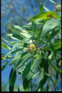 APII jpeg image of Persoonia falcata  © contact APII