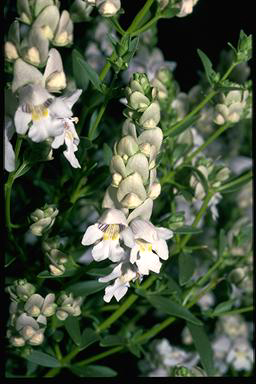 APII jpeg image of Prostanthera striatiflora  © contact APII
