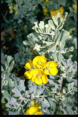 APII jpeg image of Senna artemisioides subsp. helmsii  © contact APII