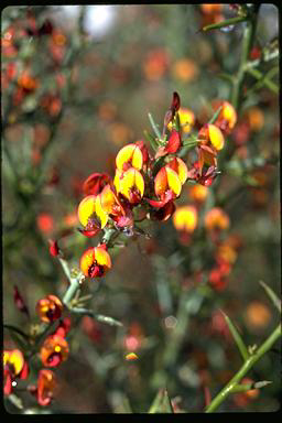APII jpeg image of Daviesia brachyphylla  © contact APII
