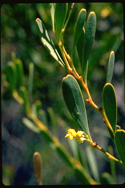 APII jpeg image of Daviesia emarginata  © contact APII