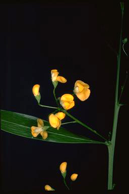 APII jpeg image of Daviesia flava  © contact APII
