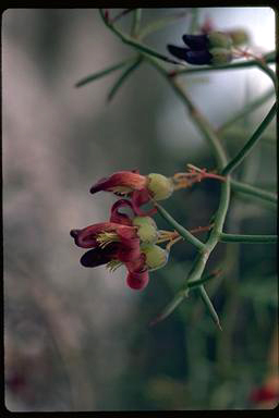 APII jpeg image of Daviesia glossosema  © contact APII