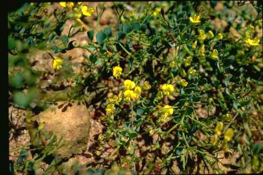 APII jpeg image of Daviesia lancifolia  © contact APII