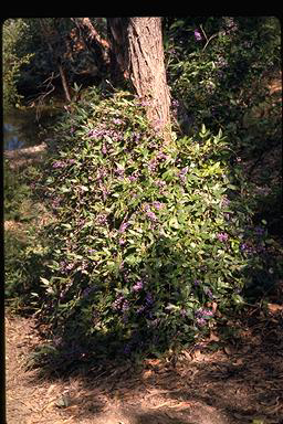 APII jpeg image of Hardenbergia comptoniana  © contact APII