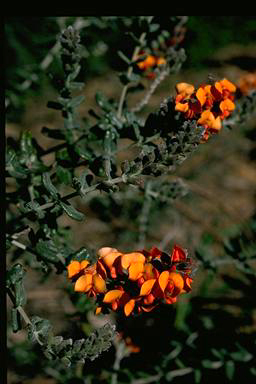 APII jpeg image of Oxylobium tetragonophyllum  © contact APII