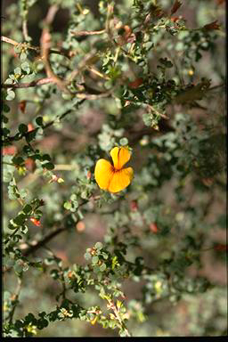 APII jpeg image of Pultenaea patellifolia  © contact APII