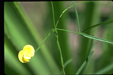 APII jpeg image of Vigna lanceolata var. filiformis  © contact APII