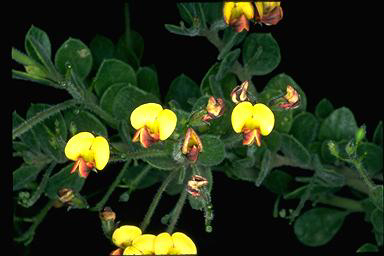 APII jpeg image of Daviesia mollis  © contact APII