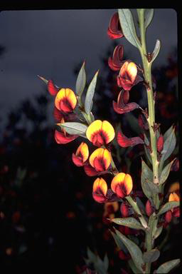 APII jpeg image of Daviesia nudiflora subsp. drummondii  © contact APII