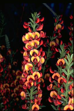 APII jpeg image of Daviesia polyphylla  © contact APII