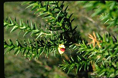 APII jpeg image of Daviesia spinosissima  © contact APII