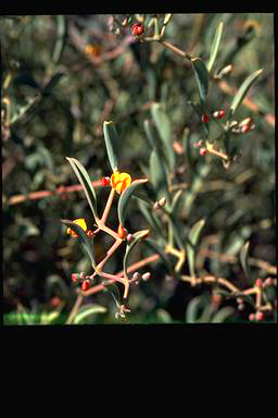APII jpeg image of Daviesia tortuosa  © contact APII