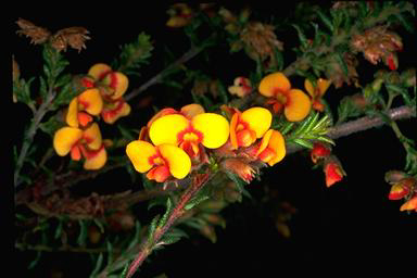 APII jpeg image of Dillwynia phylicoides  © contact APII