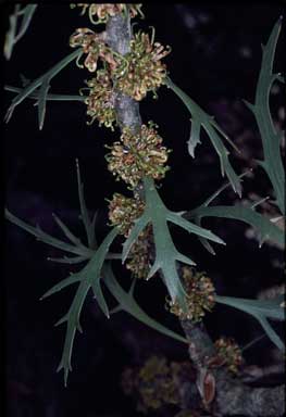 APII jpeg image of Hakea ceratophylla  © contact APII