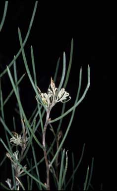 APII jpeg image of Hakea obliqua subsp. parviflora  © contact APII