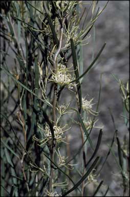 APII jpeg image of Hakea stenophylla  © contact APII