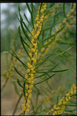 APII jpeg image of Acacia ramiflora  © contact APII