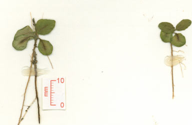 APII jpeg image of Pseuderanthemum variabile  © contact APII