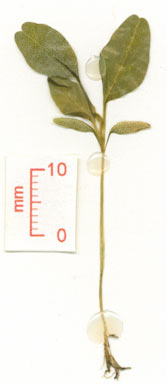 APII jpeg image of Amaranthus spinosus  © contact APII