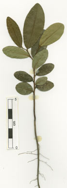 APII jpeg image of Polyalthia fruticosa  © contact APII