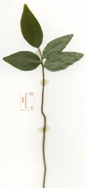 APII jpeg image of Meiogyne cylindrocarpa subsp. trichocarpa  © contact APII