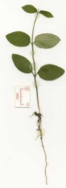 APII jpeg image of Parsonsia plaesiophylla  © contact APII