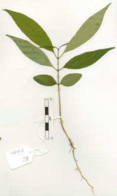 APII jpeg image of Phyllanthera grayi  © contact APII