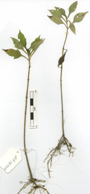 APII jpeg image of Tithonia diversifolia  © contact APII