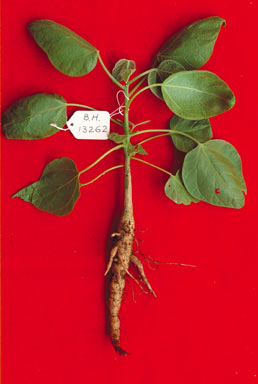 APII jpeg image of Gyrocarpus americanus  © contact APII