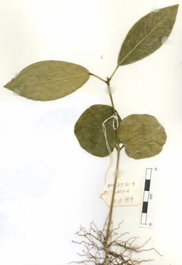 APII jpeg image of Actephila petiolaris subsp. petiolaris  © contact APII