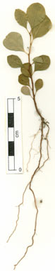 APII jpeg image of Flueggea virosa subsp. melanthesoides  © contact APII