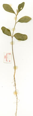 APII jpeg image of Crotalaria verrucosa  © contact APII